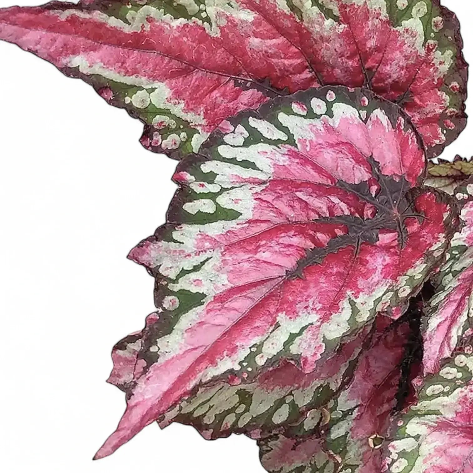 Begonia rex 'Salsa' – Blattdetail vor weißem Hintergrund..