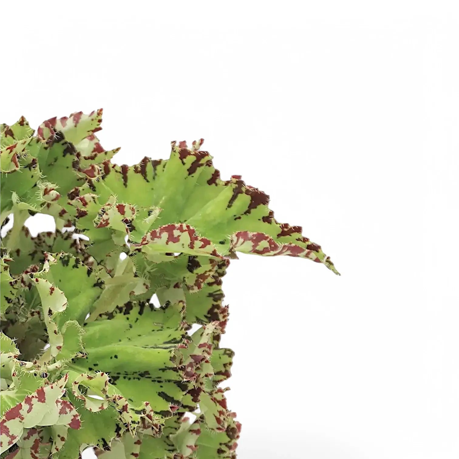 Begonia rex 'Samba' – Blattdetail vor weißem Hintergrund..