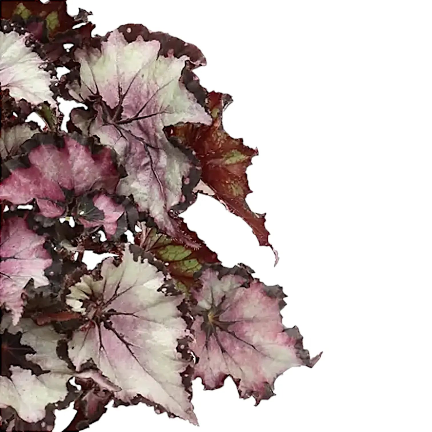 Begonia rex 'Sardanna' – Blattdetail vor weißem Hintergrund..