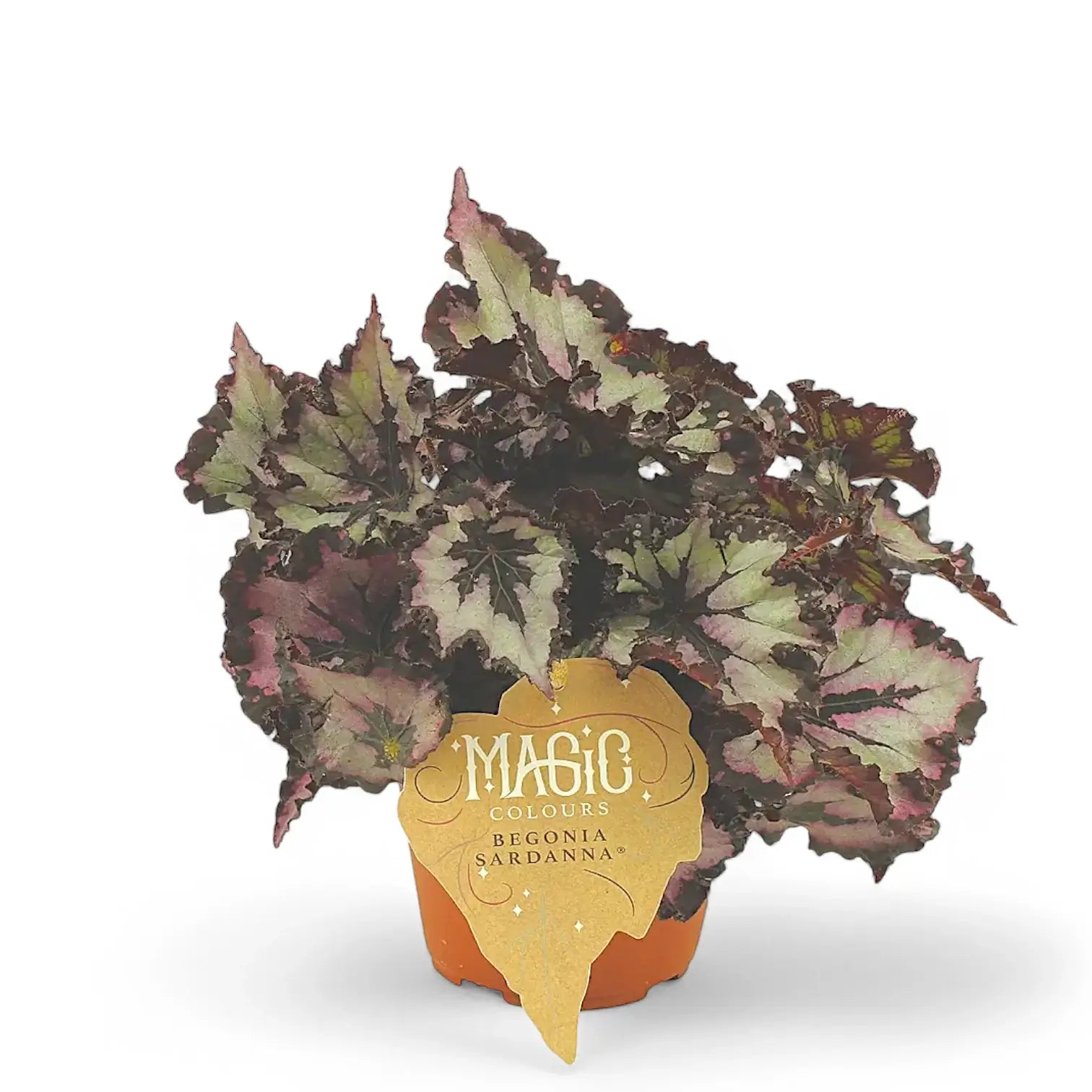 Begonia rex 'Sardanna' Zimmerpflanze im Anzuchttopf vor weißem Hintergrund, Produktfoto 2.