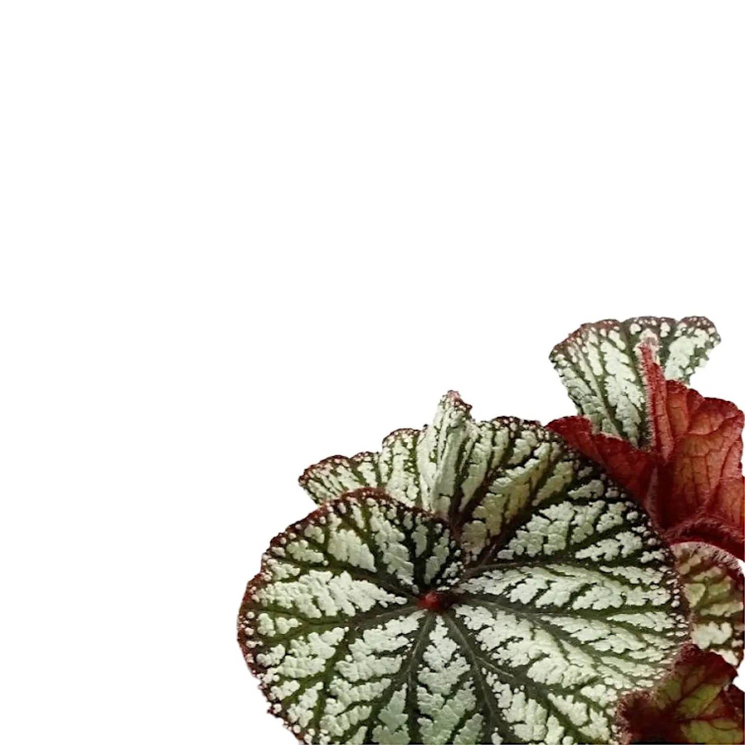 Begonia rex 'Spiralis' – Blattdetail vor weißem Hintergrund..