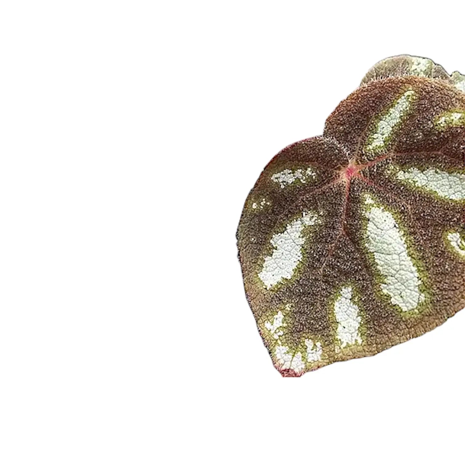 Begonia sp. Ngoc Lac – Blattdetail vor weißem Hintergrund..