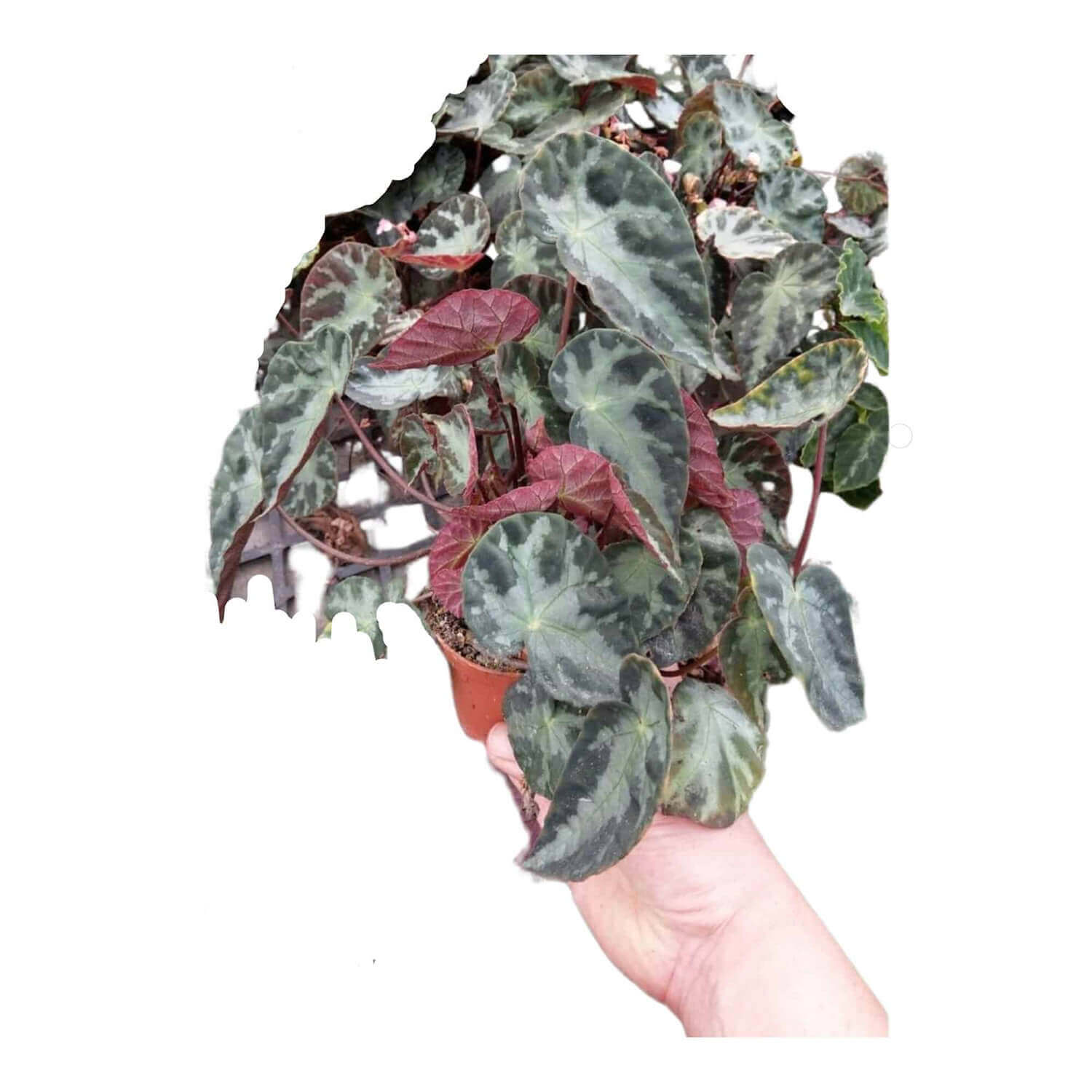 Begonia sp. U577 Zimmerpflanze im Anzuchttopf vor weißem Hintergrund, Produktfoto 2.