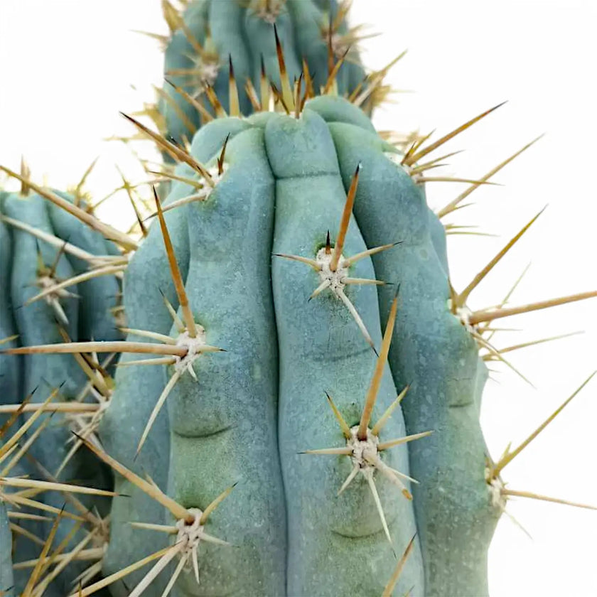 Browningia hertlingiana – Blattdetail vor weißem Hintergrund..