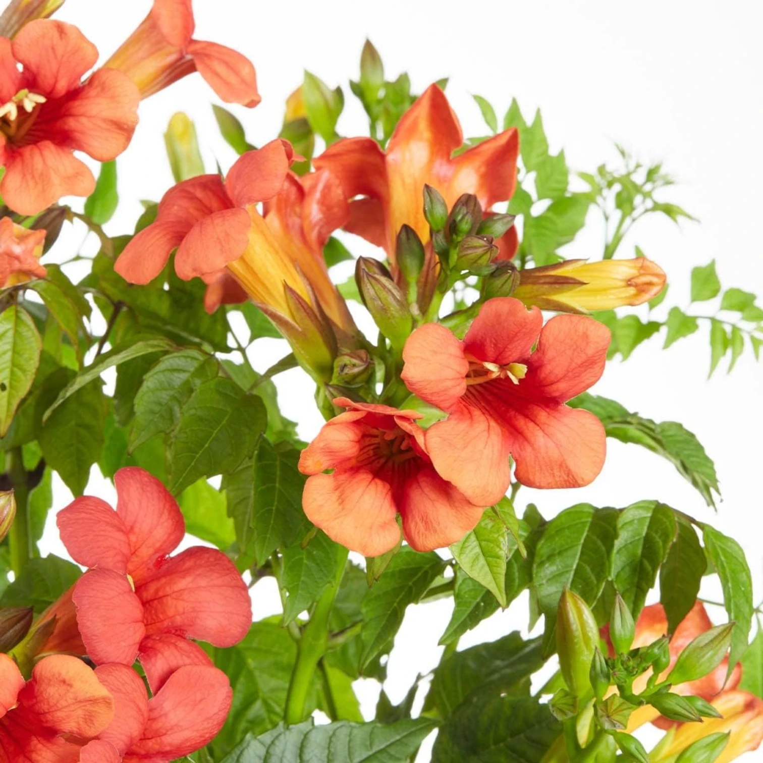 Campsis radicans 'Flamenco' als Topfpflanze im Kulturtopf vor weißem Hintergrund.