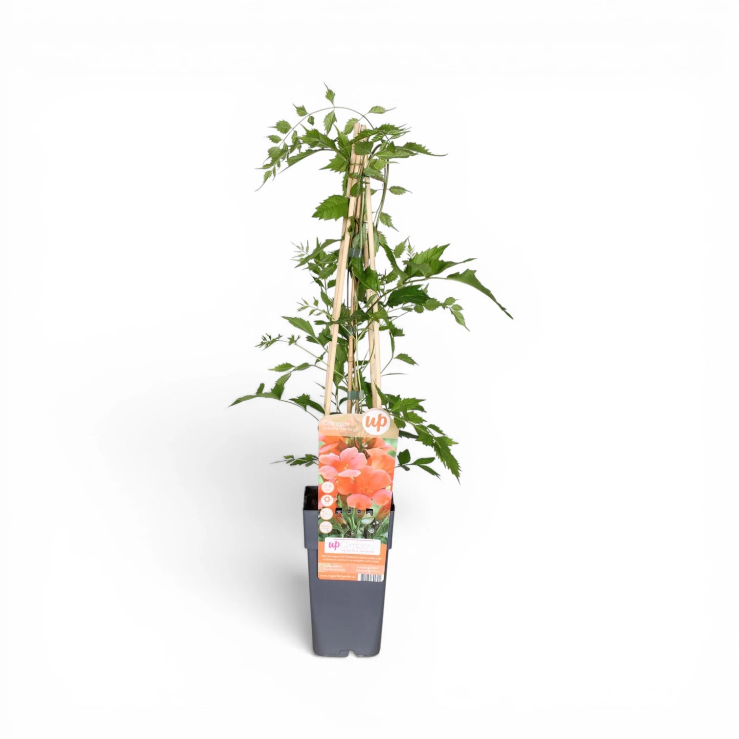 Campsis radicans 'Flamenco' als Topfpflanze im Kulturtopf vor weißem Hintergrund.