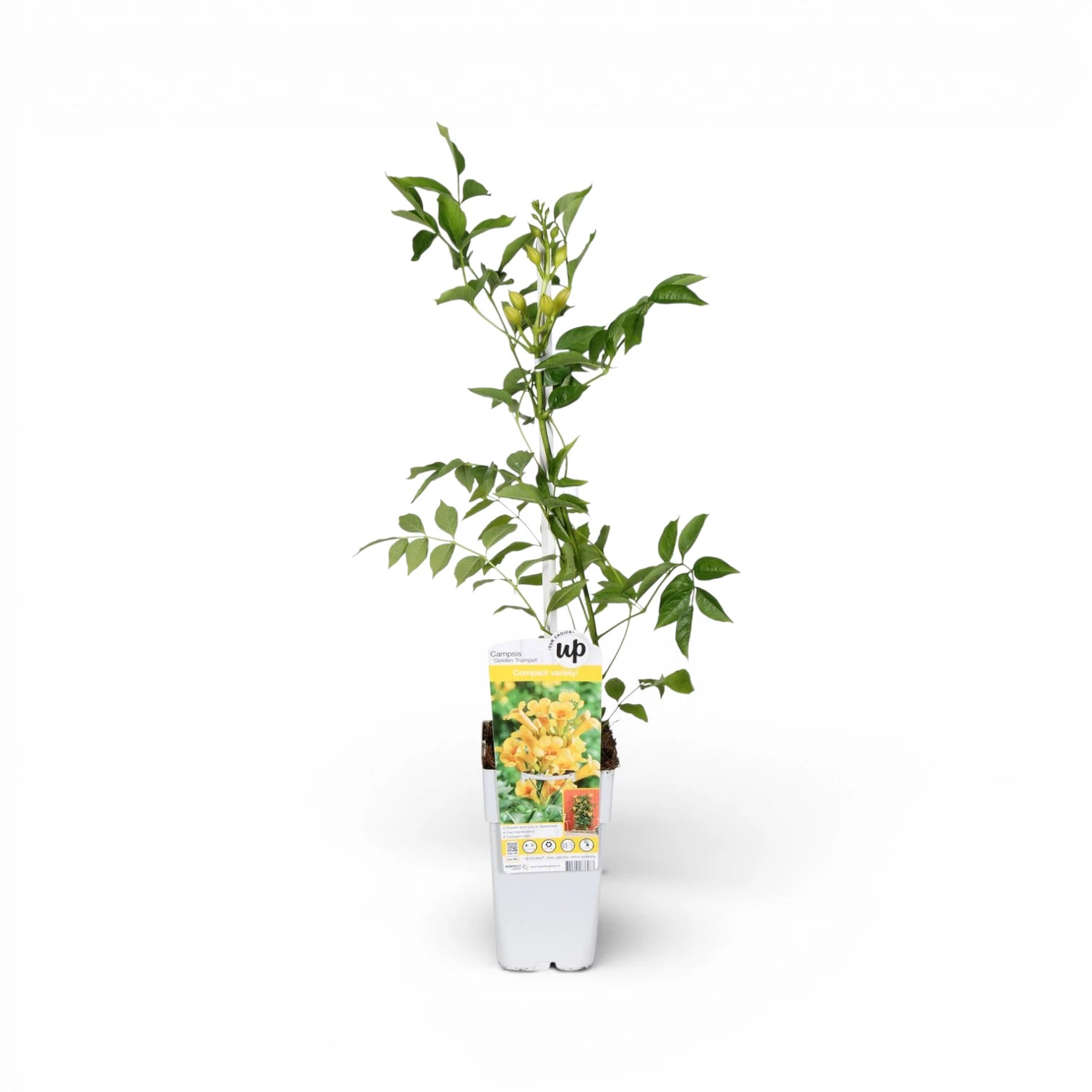 Campsis × tagliabueana 'Golden Trumpet' als Topfpflanze im Kulturtopf vor weißem Hintergrund.