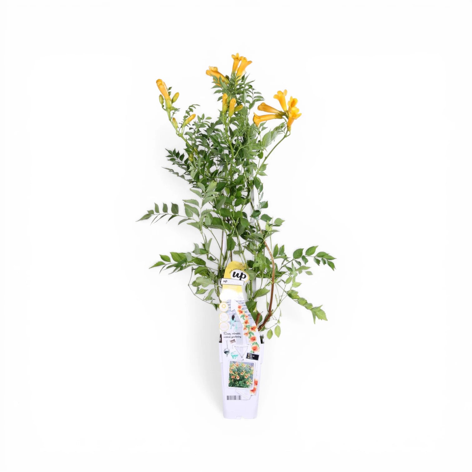 Campsis × tagliabueana 'Golden Trumpet' als Topfpflanze im Kulturtopf vor weißem Hintergrund.