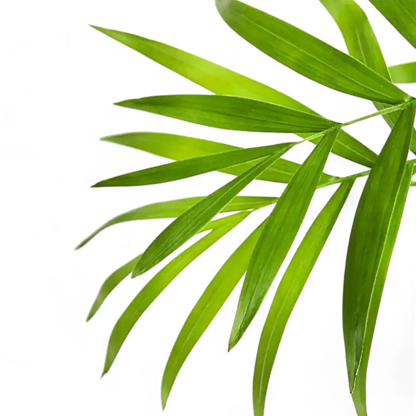 Chamaedorea elegans – Blattdetail vor weißem Hintergrund..