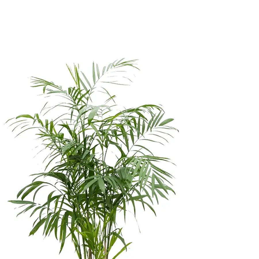 Chamaedorea seifrizii – Blattdetail vor weißem Hintergrund..