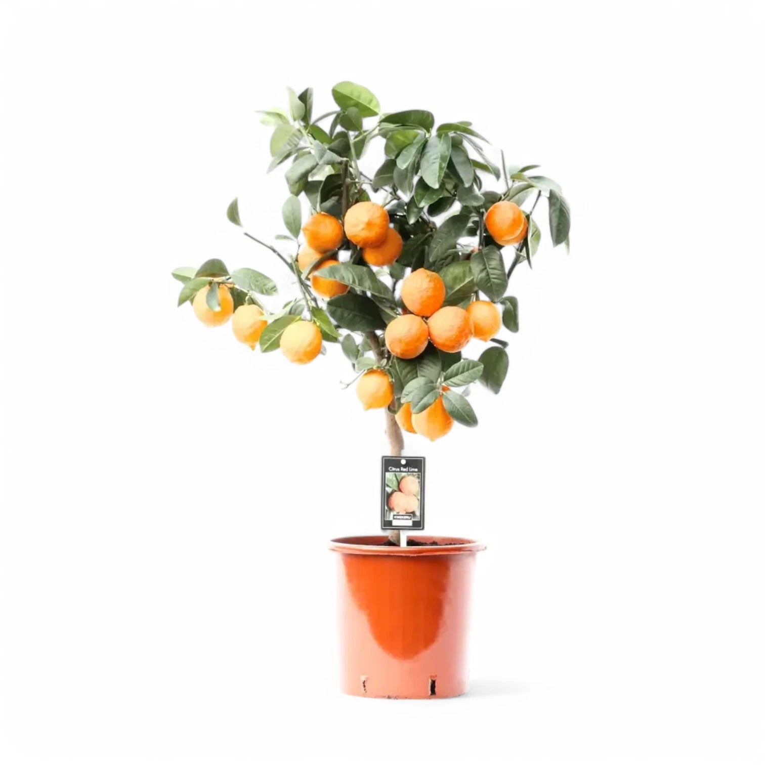 Citrus × aurantiifolia 'Red Lime' potted houseplant in nursery pot on white background, product photo 3.
