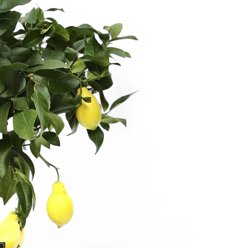 Citrus × limon 'Lemon' – Blattdetail vor weißem Hintergrund..