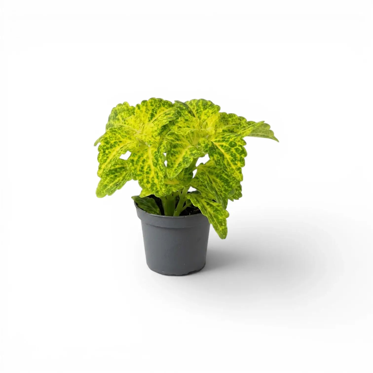Coleus 'MS River Walk' Baby-Pflanze im Kulturtopf.