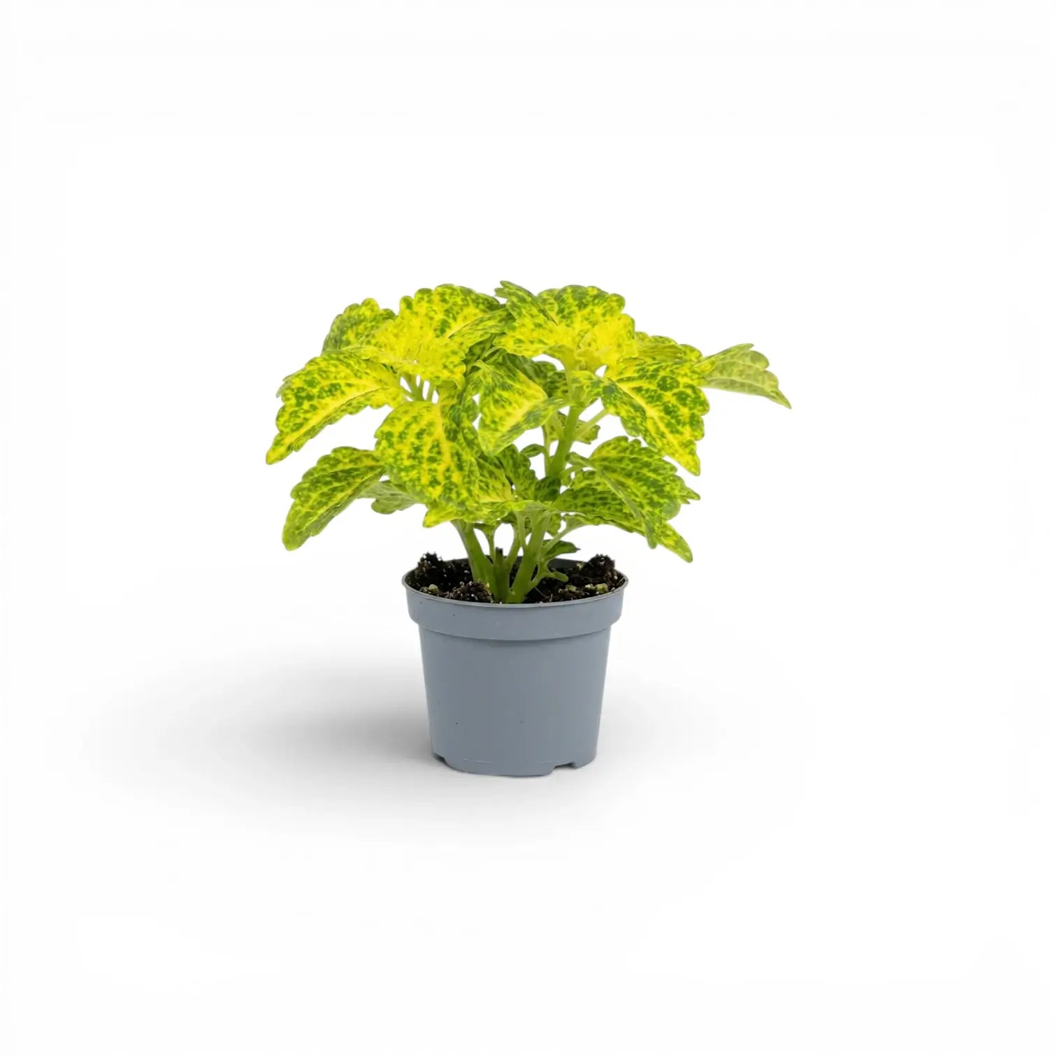 Coleus 'MS River Walk' Baby-Pflanze im Kulturtopf.