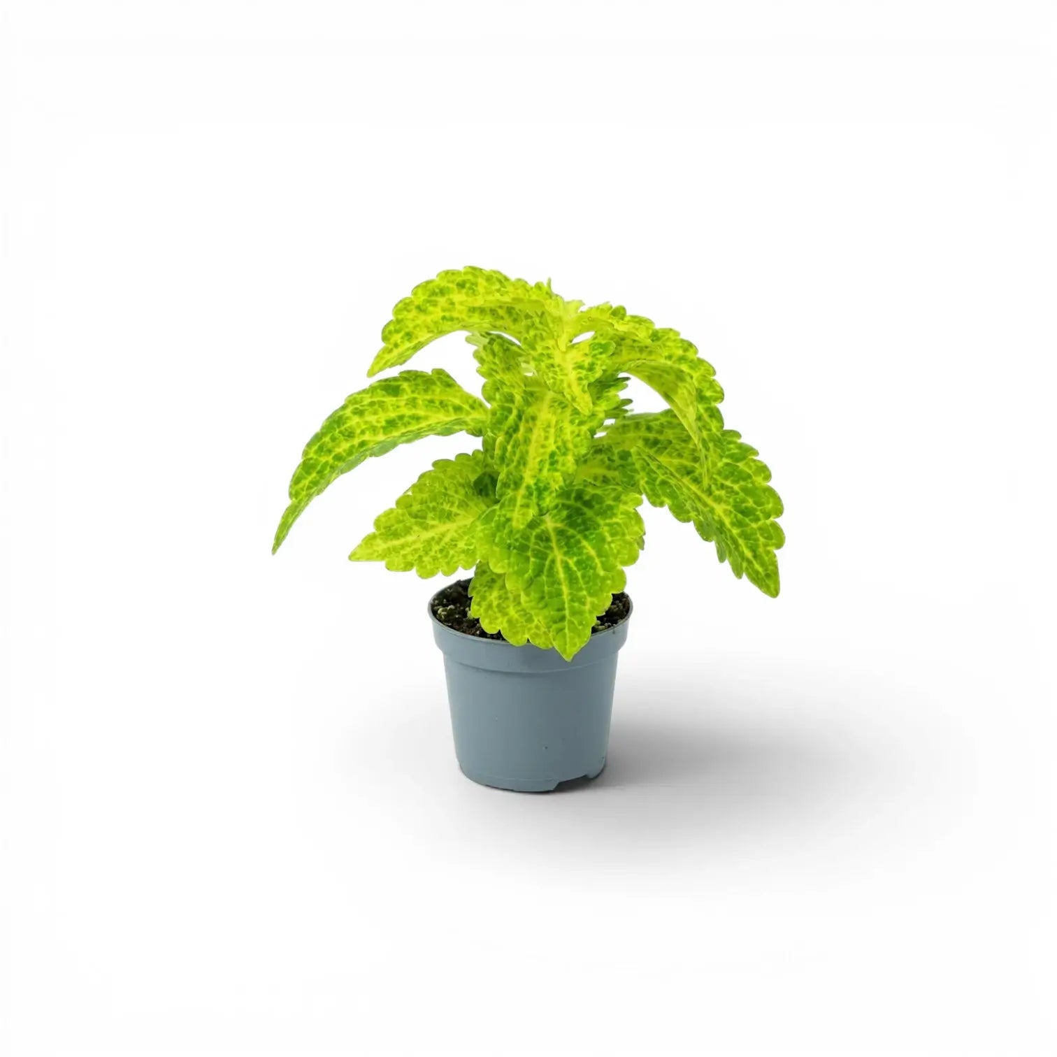 Coleus 'MS River Walk' Baby-Pflanze im Kulturtopf.
