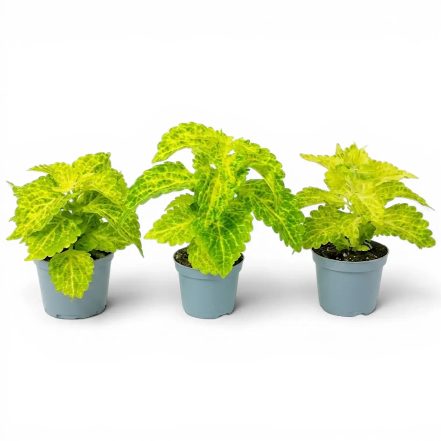 Coleus 'MS River Walk' Baby-Pflanze im Kulturtopf.
