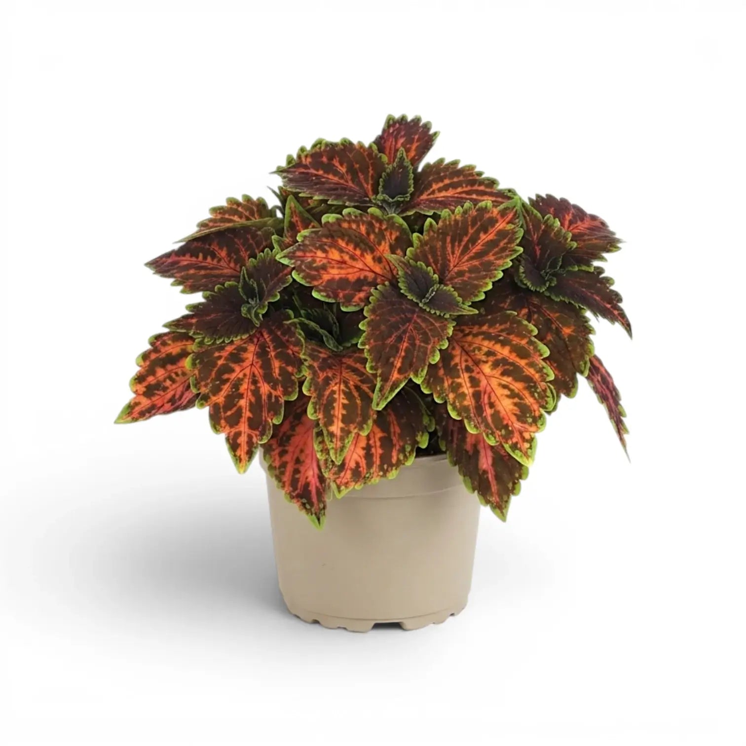 Large Coleus ‘Magnificent Mile’ with coral-patterned burgundy leaves in a grey nursery pot.