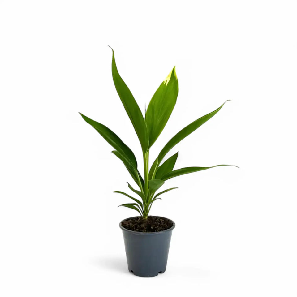 Cordyline fruticosa 'Conga' potted houseplant in nursery pot on white background, product photo 2.