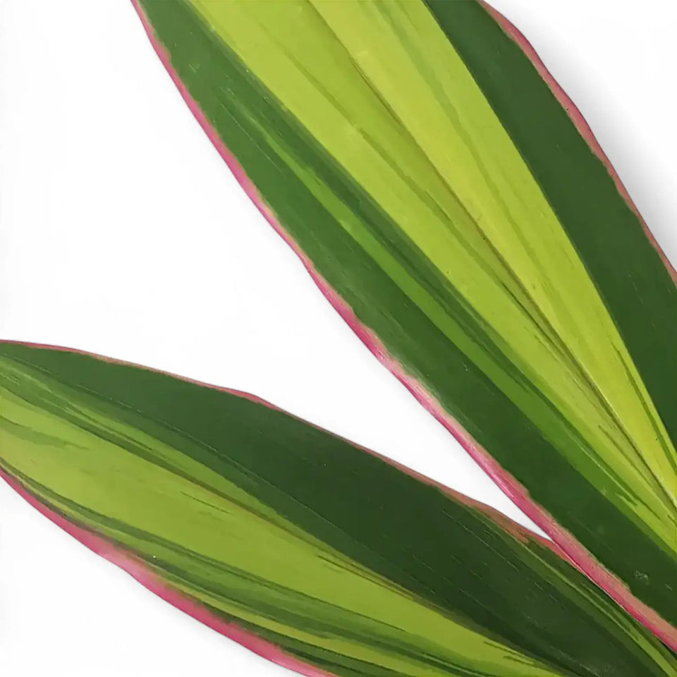 Cordyline fruticosa 'Kiwi' leaf close-up on white background.