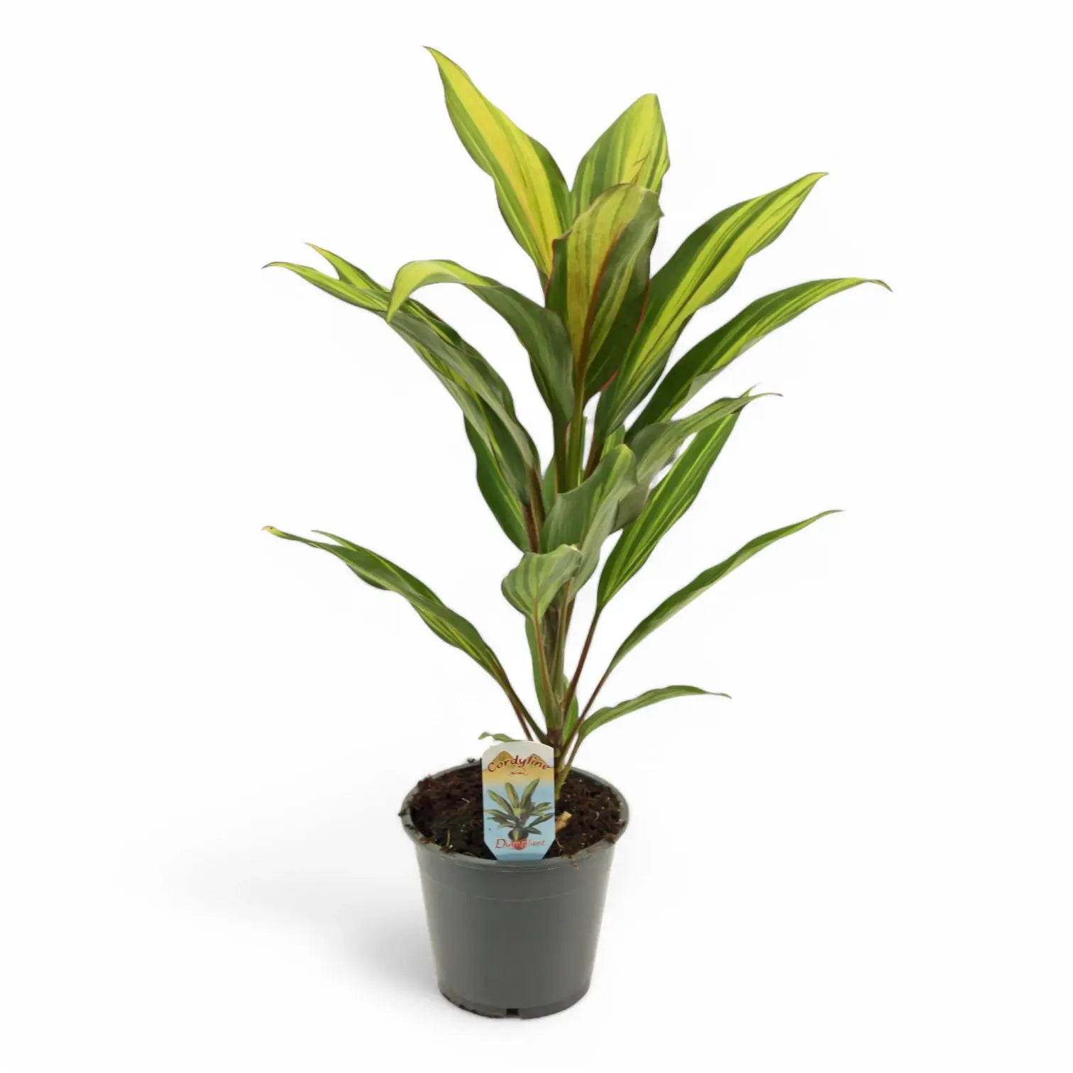 Cordyline fruticosa 'Kiwi' potted houseplant in nursery pot on white background, product photo 3.