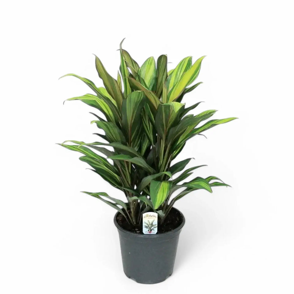 Cordyline fruticosa 'Kiwi' potted houseplant in nursery pot on white background, product photo 5.