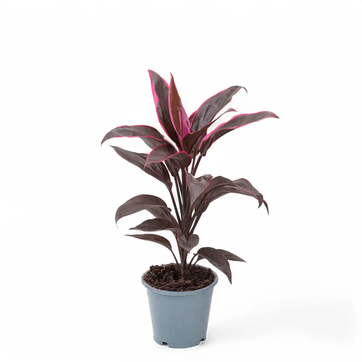 Cordyline fruticosa 'Mambo' Zimmerpflanze im Anzuchttopf vor weißem Hintergrund, Produktfoto 2.