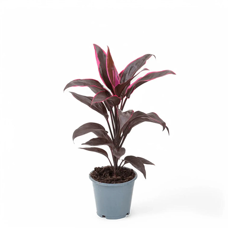 Cordyline fruticosa 'Mambo' potted houseplant in nursery pot on white background, product photo 2.