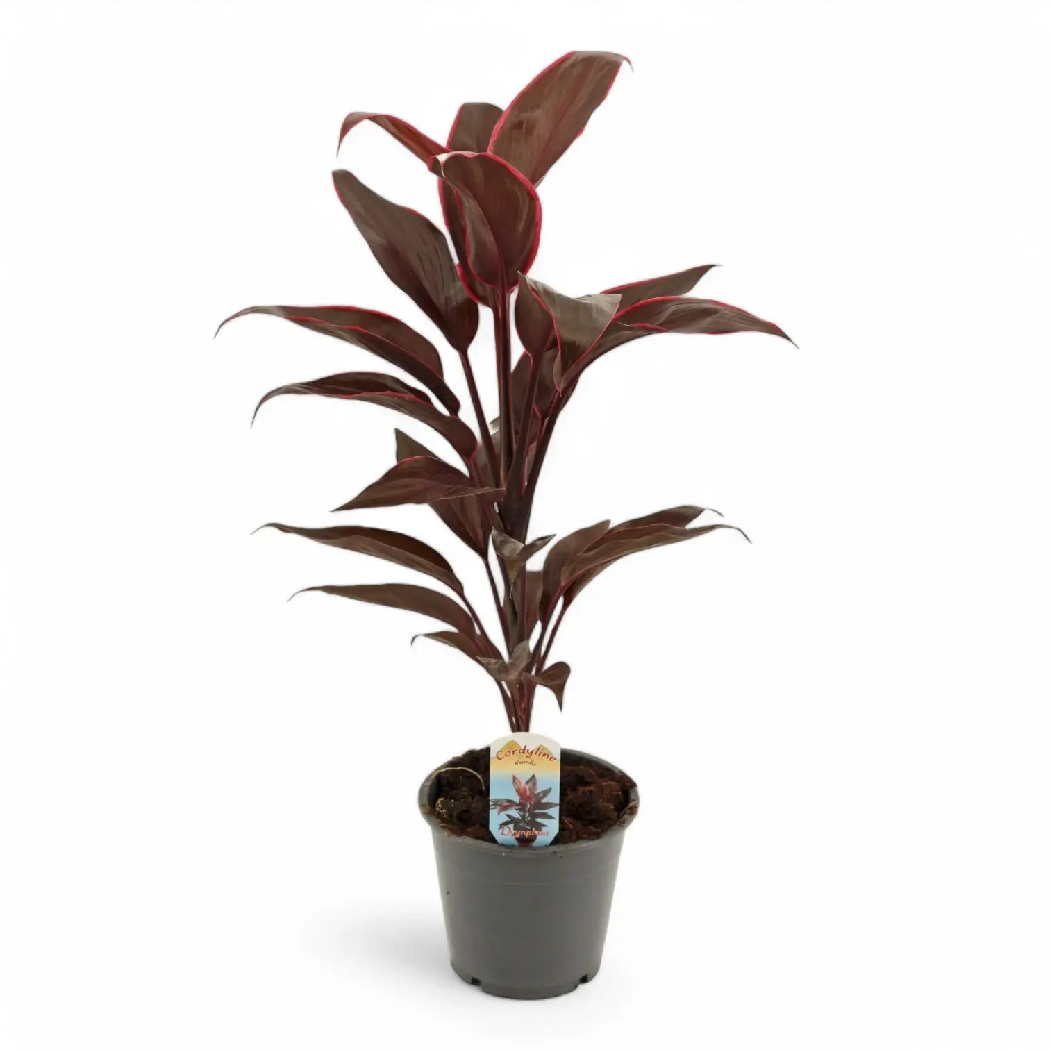 Cordyline fruticosa 'Mambo' Zimmerpflanze im Anzuchttopf vor weißem Hintergrund, Produktfoto 3.