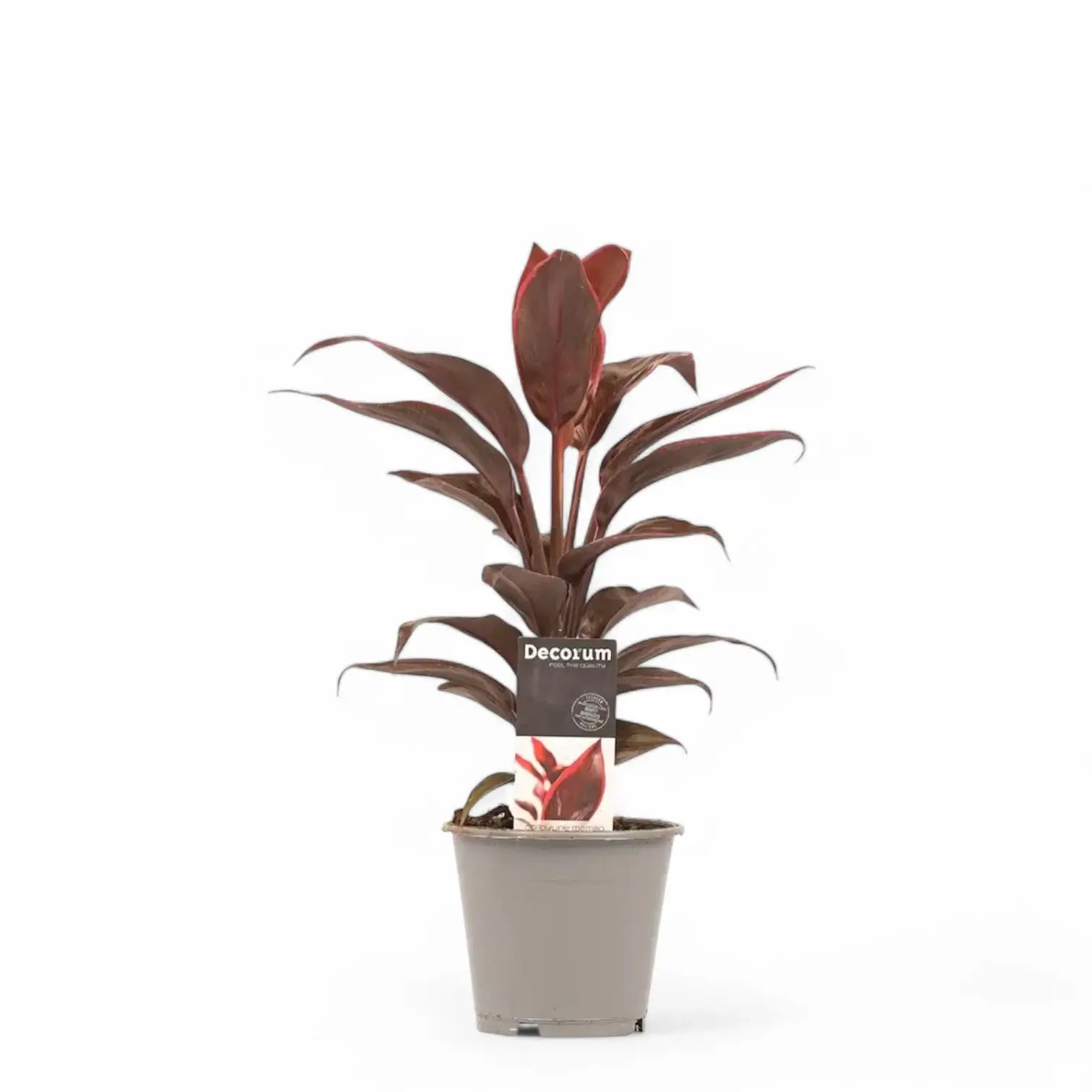 Cordyline fruticosa 'Mambo' Zimmerpflanze im Anzuchttopf vor weißem Hintergrund, Produktfoto 4.