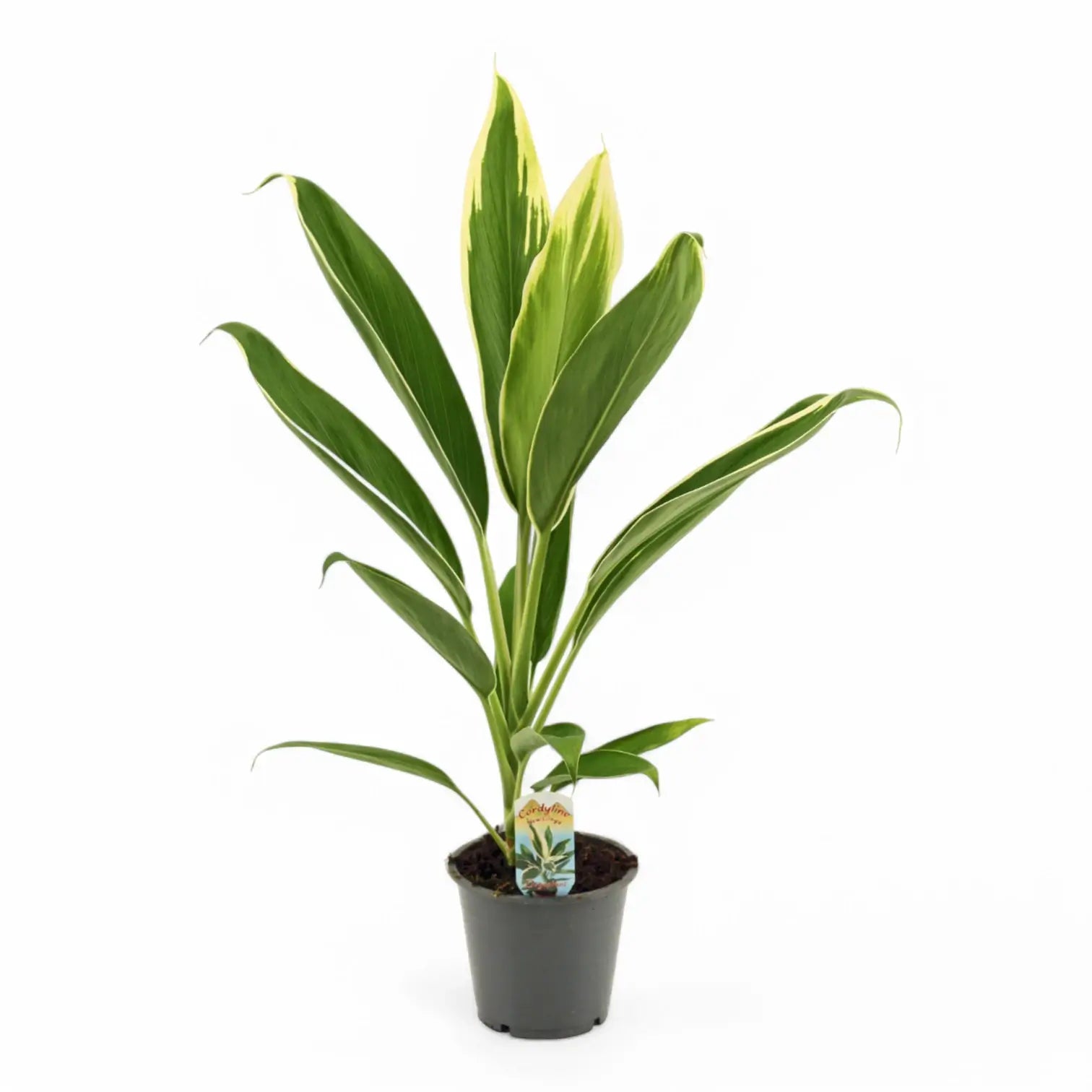 Cordyline fruticosa 'New Conga' potted houseplant in nursery pot on white background, product photo 2.