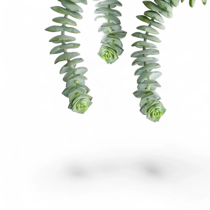 Crassula rupestris subsp. marnieriana 'Hottentot' – Blattdetail vor weißem Hintergrund..