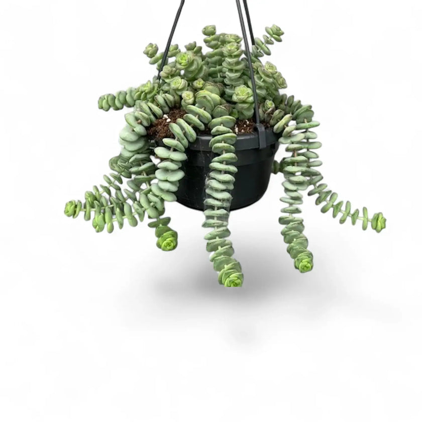 Crassula rupestris subsp. marnieriana 'Hottentot' Zimmerpflanze im Anzuchttopf vor weißem Hintergrund, Produktfoto 2.