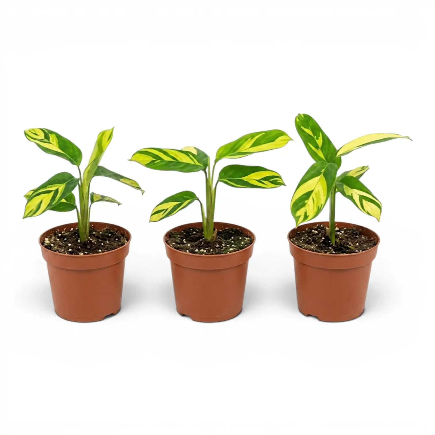 Ctenanthe lubbersiana Golden Mosaic Baby-Pflanze mit panaschierten Blättern im Kulturtopf.