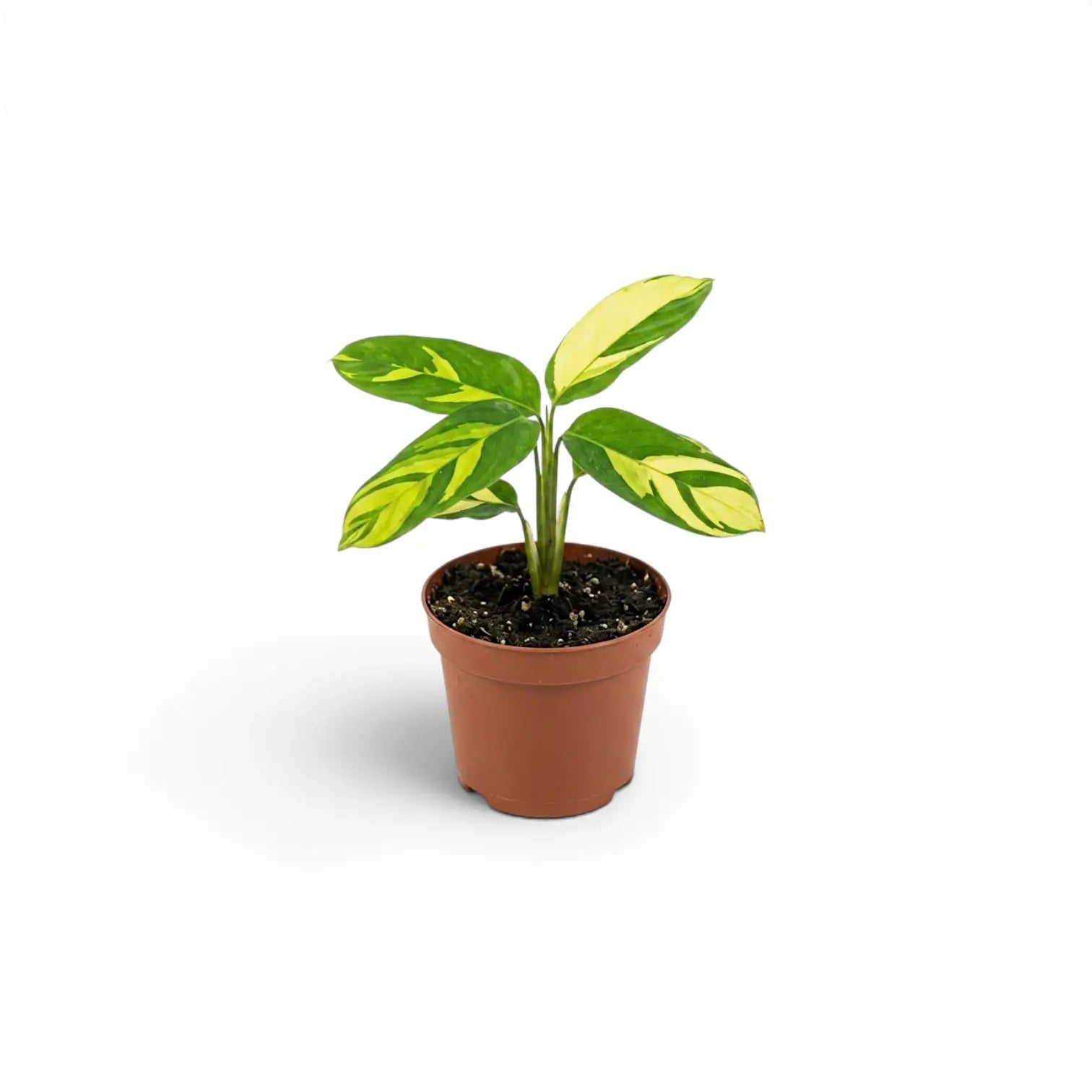 Ctenanthe lubbersiana Golden Mosaic Baby-Pflanze mit panaschierten Blättern im Kulturtopf.