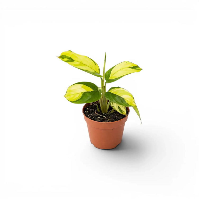 Ctenanthe lubbersiana Golden Mosaic Baby-Pflanze mit panaschierten Blättern im Kulturtopf.