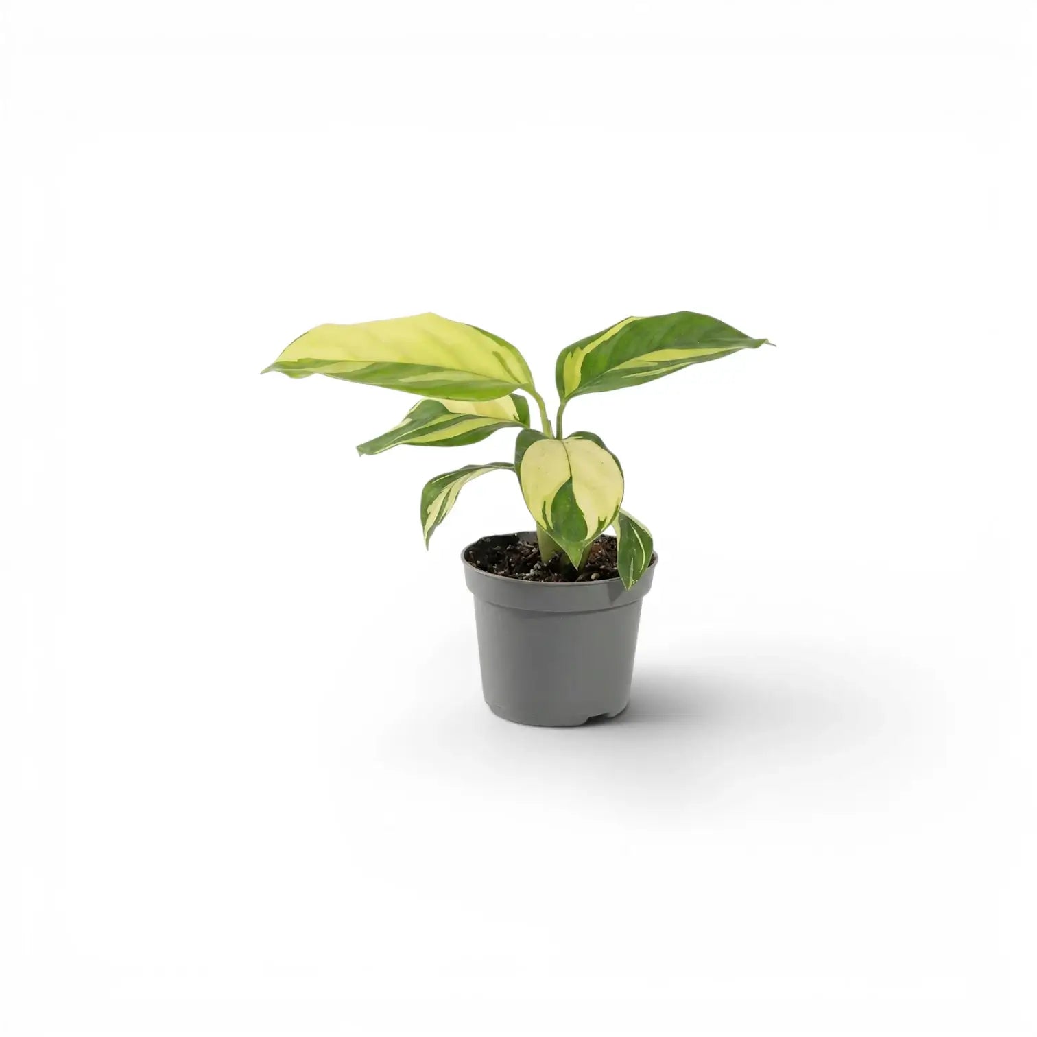 Ctenanthe lubbersiana Golden Mosaic Baby-Pflanze mit panaschierten Blättern im Kulturtopf.