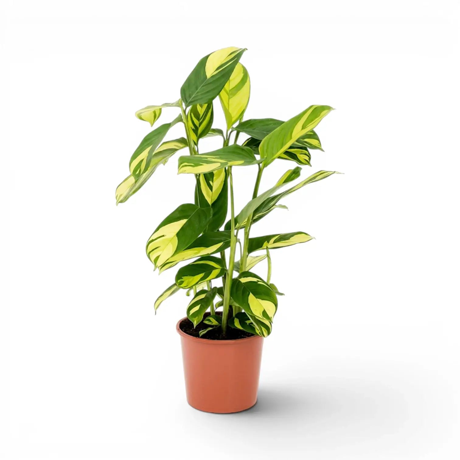 Ctenanthe lubbersiana Golden Mosaic XL-Pflanze im Kulturtopf.
