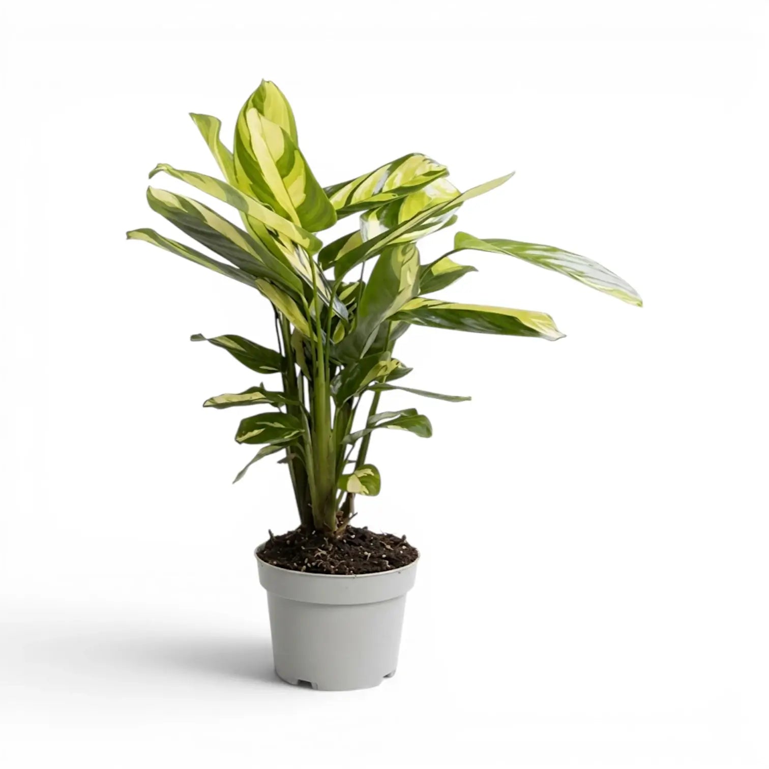 Ctenanthe lubbersiana Golden Mosaic XL-Pflanze im Kulturtopf.
