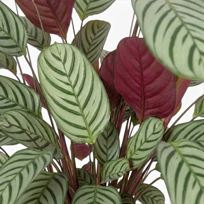 Close-up of layered Ctenanthe oppenheimiana leaves with green herringbone stripes and burgundy undersides