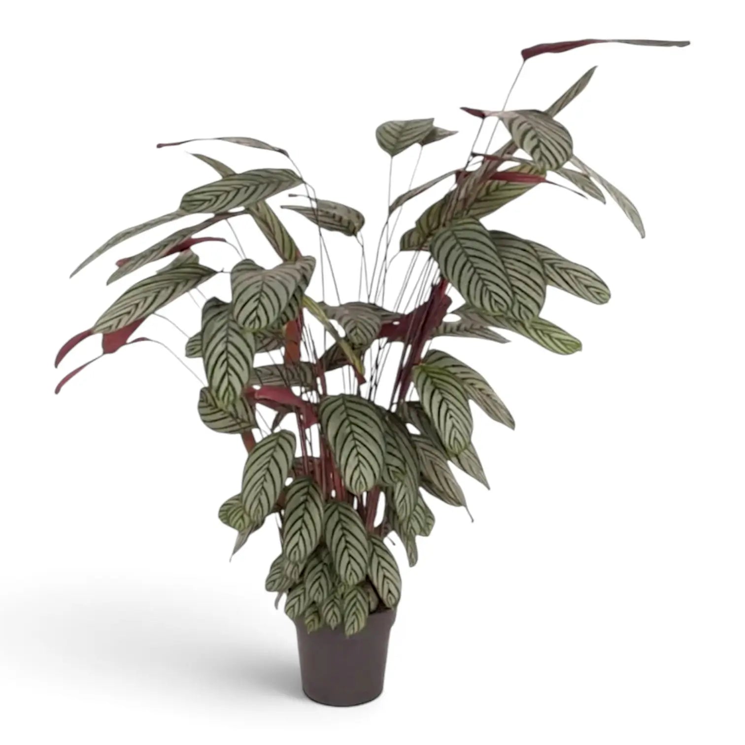 Tall Ctenanthe oppenheimiana in a black nursery pot, showing its dense silver-green striped leaves