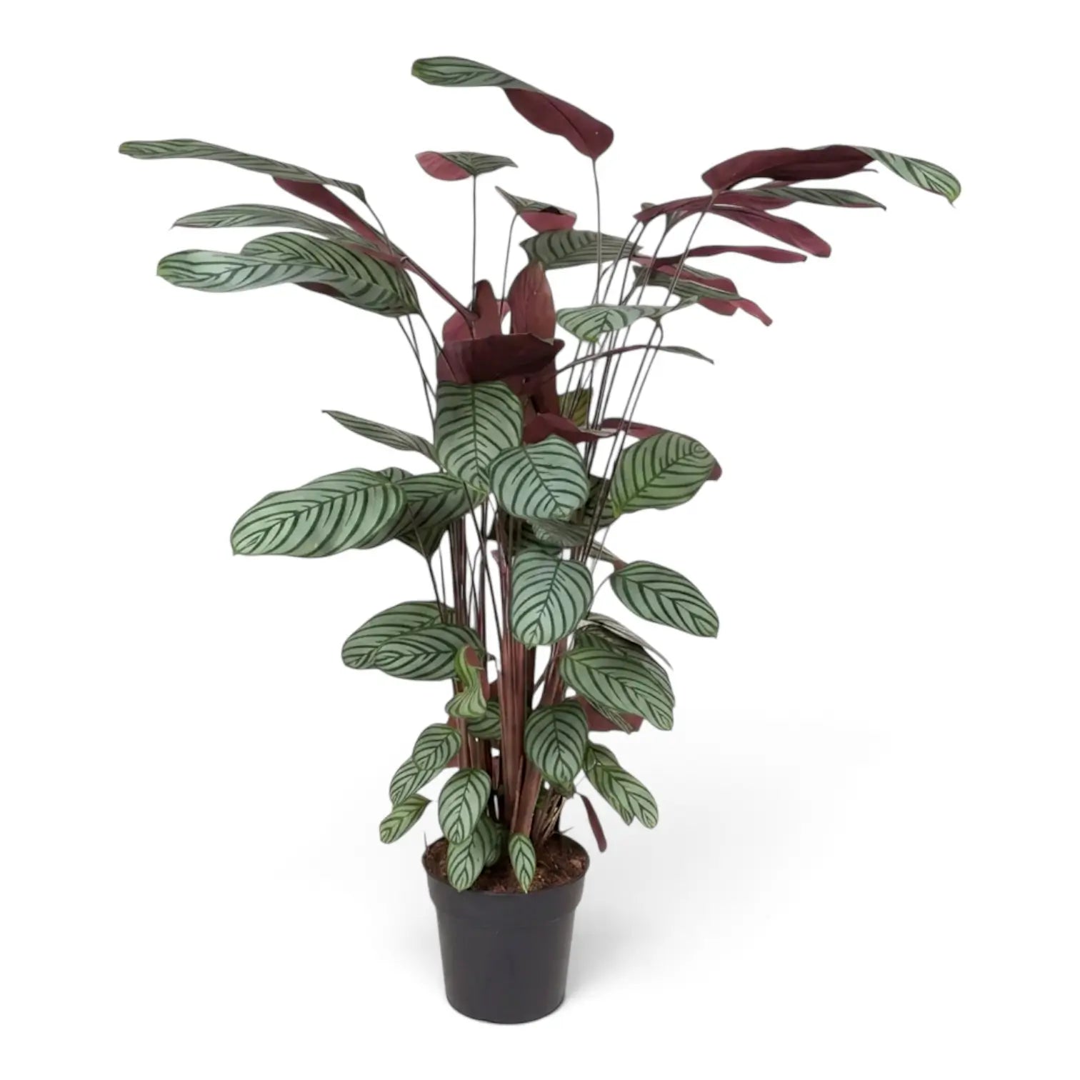 Ctenanthe oppenheimiana from a three-quarter angle, with broad striped leaves on slender red stems