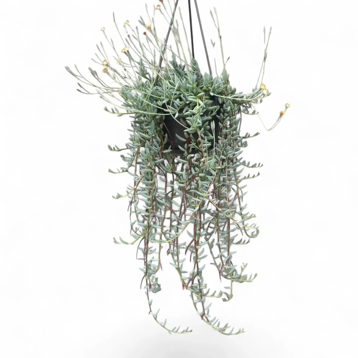 Curio hallianus potted houseplant in nursery pot on white background, product photo 5.