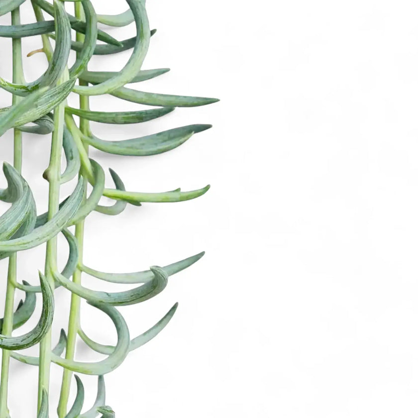 Curio radicans 'Blue Pickle' – Blattdetail vor weißem Hintergrund..