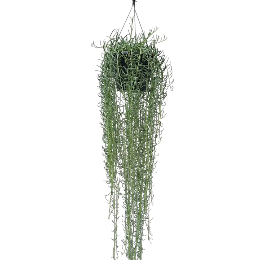 Curio radicans 'Blue Pickle' Zimmerpflanze im Anzuchttopf vor weißem Hintergrund, Produktfoto 2.