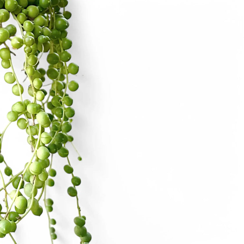 Curio rowleyanus – Blattdetail vor weißem Hintergrund..