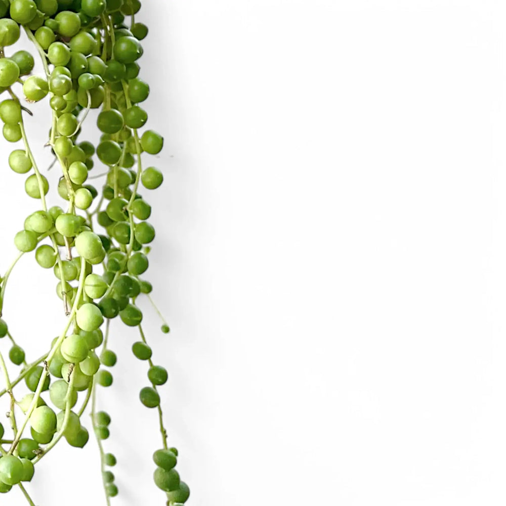 Curio rowleyanus leaf close-up on white background.