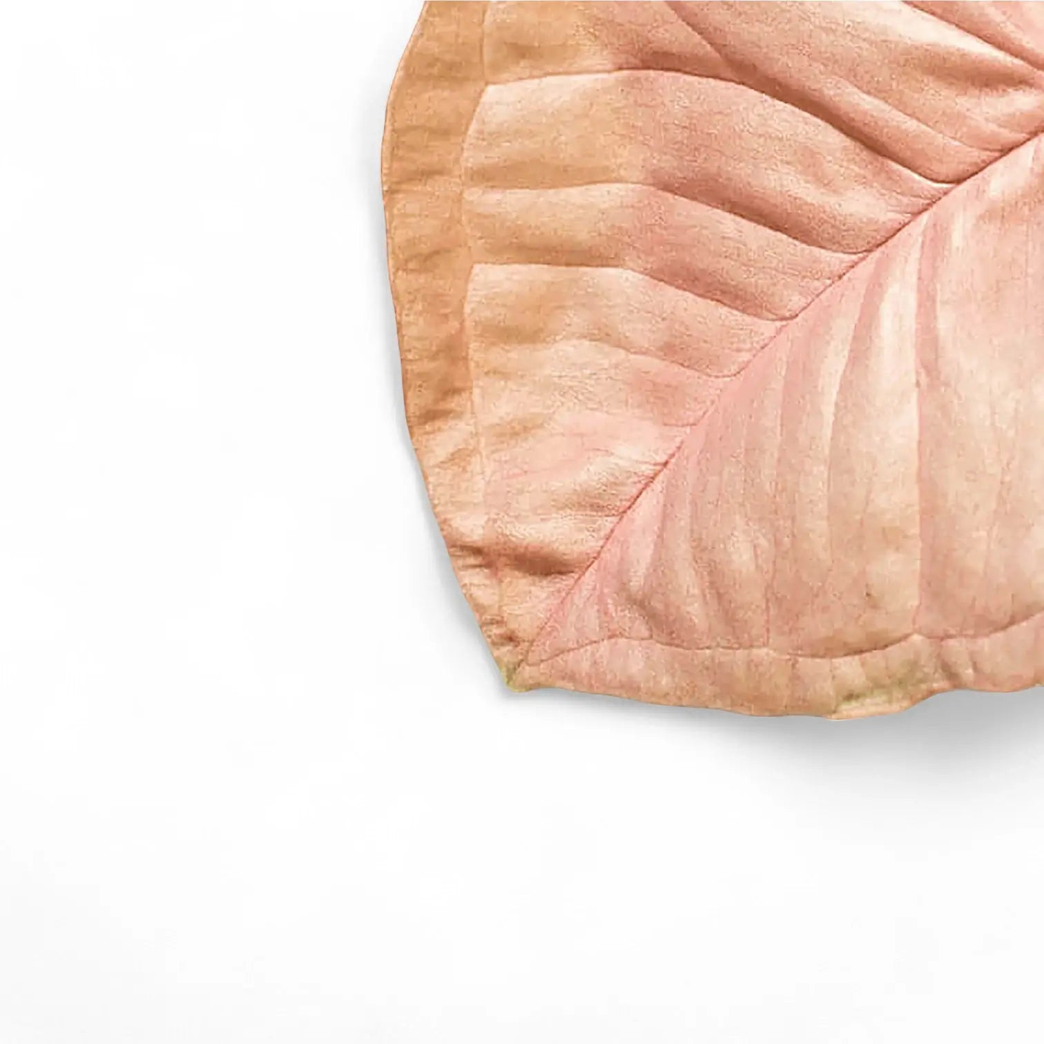 Syngonium podophyllum âNeon Robustaâ