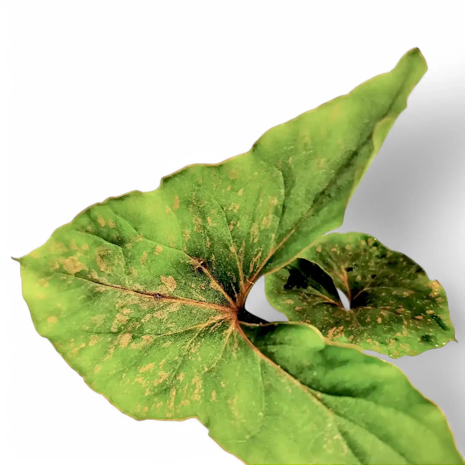 Cyrtosperma sp. Papua Zimmerpflanze im Anzuchttopf vor weißem Hintergrund, Produktfoto 6.