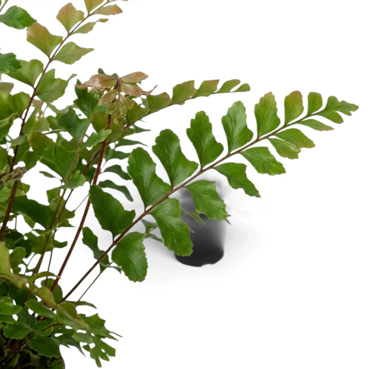 Mahogany Fern foliage detail showing the paired leaflets along a finely divided frond