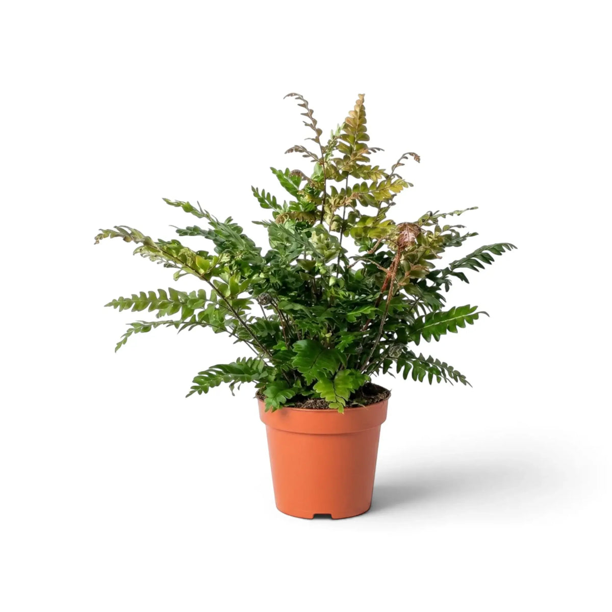 Potted Mahogany Fern, Didymochlaena sp., showing a layered crown of green divided fronds